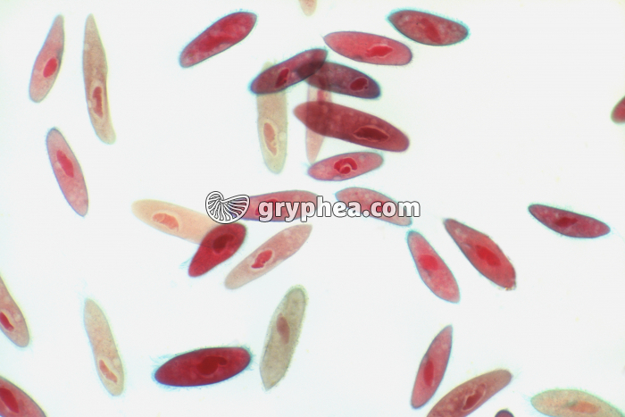 Paramécies x25 - gryphea.org